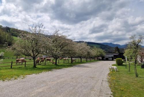 a white dog walking down a dirt road with trees at Leo-Hof in Hirschwang
