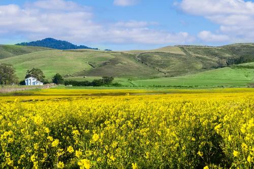a field of yellow flowers with hills in the background at Now Trending - Entire Beach Home Walk to Beaches Restaurants Activities in Half Moon Bay