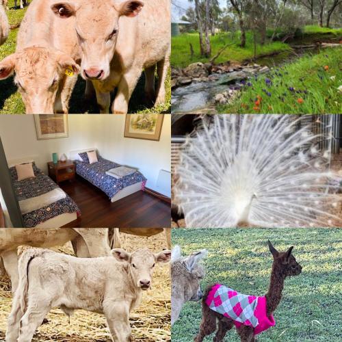 a collage of pictures of cows and other animals at Sandalwood Downs Fabulous Farm Stay TOODYAY in Toodyay