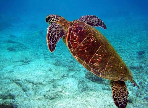 a green sea turtle swimming in the water at Studio dans un magnifique complexe de vacances a ST luce in Sainte-Luce