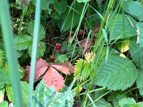a red leaf laying on the ground in the grass at Zlatarski raj in Muškovina