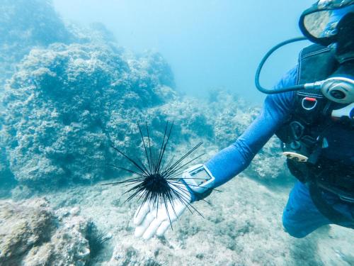 a diver is holding a sea lion on the reef at Hotel Nya in Montezuma