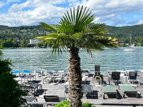 a palm tree sitting next to a body of water at Apartment Seecorso - VEL205 by Interhome in Velden am Wörthersee