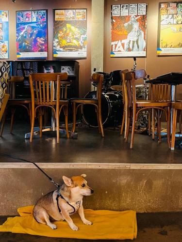 a dog on a leash sitting on a blanket in a restaurant at Ancien Cinema Loft in Vianden