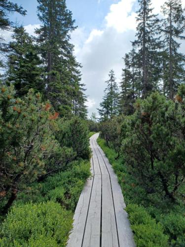a wooden path in the middle of a forest at Holiday Home Holiday Hill 36 by Interhome in Lauterwasser