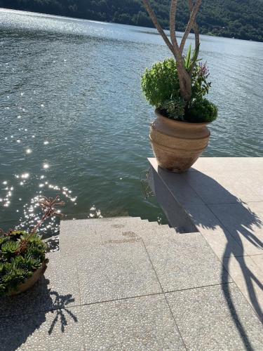 a plant in a pot next to a body of water at Dunavska Vila Milosavljevic in Donji Milanovac