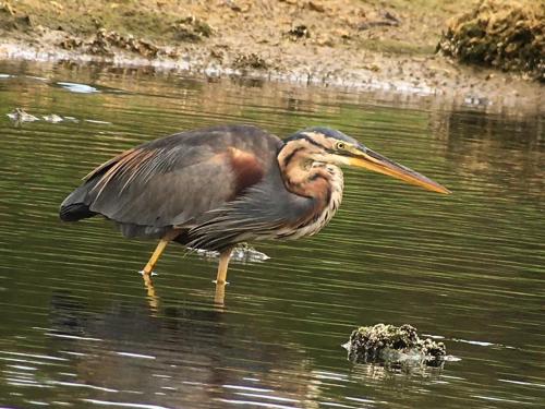a bird walking in the water in a body of water at Apartamentos Noja Playa in Noja