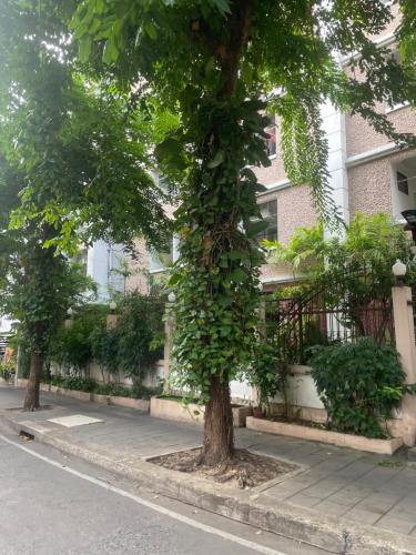 two trees on the side of a street at Viriyapon in Bangkok