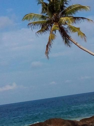 a palm tree on the beach with the ocean at Thanu Beach Villa in Ambalangoda