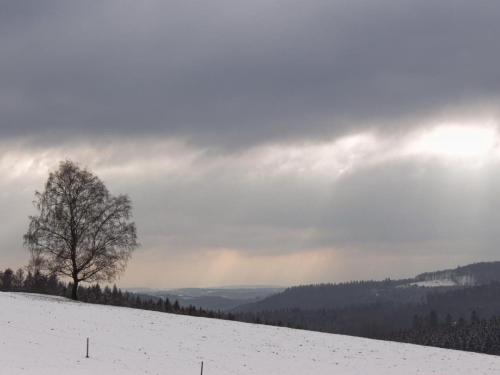 drzewo na szczycie pokrytego śniegiem wzgórza w obiekcie Ferienhaus Alte Münze w mieście Neuerburg
