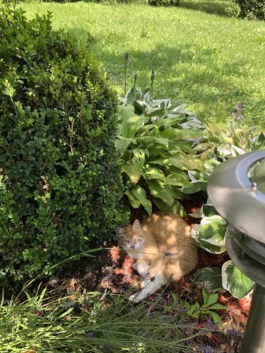 a cat laying in the grass next to some bushes at Goldsberghof in Pöllauberg
