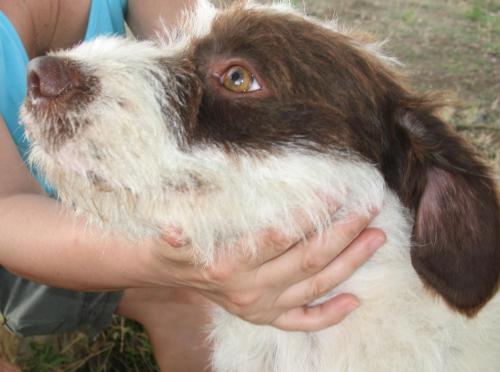 a person holding the face of a brown and white dog at Agriturismo La Steccaia Alta in Paganico