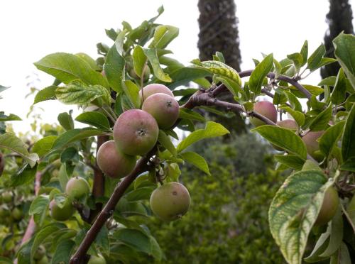 a bunch of apples on a tree branch at Masia Cal Sisplau, con piscina y rodeada de viñedos a 10 minutos de Vilafranca del Penedés, Barcelona ,Cataluña in San Martín Sarroca