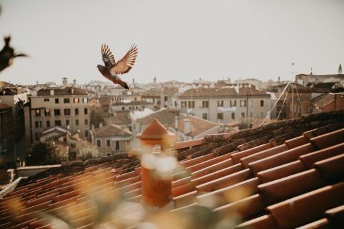 a bird flying over a city with a fire hydrant at Papadopoli Hotel Venezia - MGallery Collection in Venice