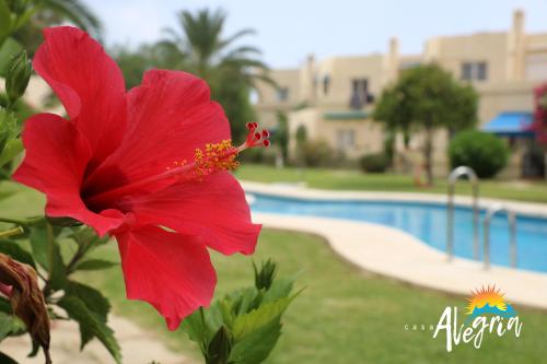 a red flower in front of a swimming pool at Captivating 2-Bed Beachside Apartment in Mojacar in La Marina de la Torre