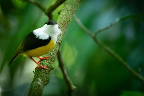 a small bird perched on a tree branch at Chachagua Rainforest Hotel & Hot Springs in Fortuna