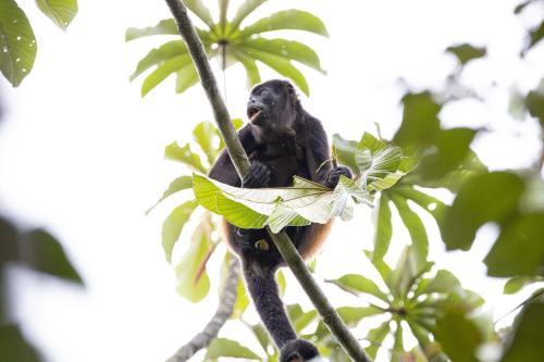 a chimpanzee sitting on a tree branch at Chachagua Rainforest Hotel & Hot Springs in Fortuna