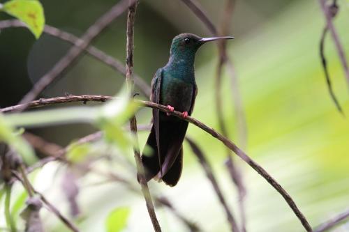 a hummingbird perched on a tree branch at Chachagua Rainforest Hotel & Hot Springs in Fortuna