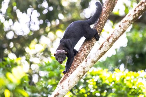 a black monkey sitting on a tree branch at Chachagua Rainforest Hotel & Hot Springs in Fortuna