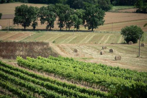 La collina degli Olivi – Photos 2