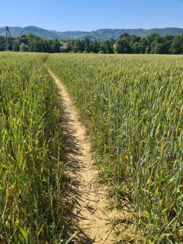 a dirt road through a field of corn at Złota Widokówka in Jaworze