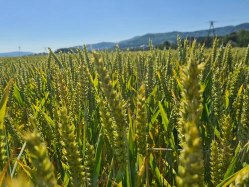 a field of ears of wheat with mountains in the background at Złota Widokówka in Jaworze