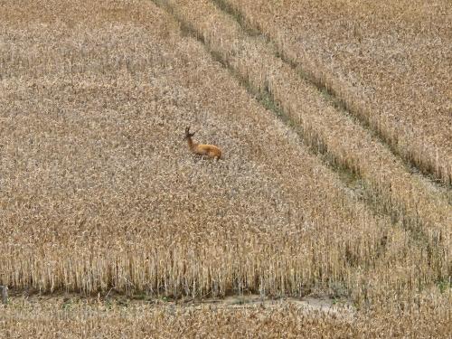 a deer running through a field of wheat at Złota Widokówka in Jaworze