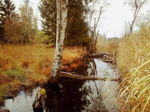a tree laying on the side of a river at Tiny House 1 im schönen Allgäu mit großem Garten, Naturnah in Bad Wurzach