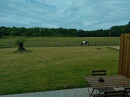 a horse in a field with a fence and a bench at eco nature, gite à la ferme in Vendays-Montalivet