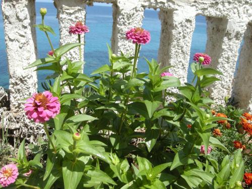 a garden with flowers in front of a stone wall at Alkioni Studios in Karlovasi