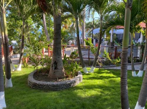 a group of palm trees in a park at Konchamar in La Libertad