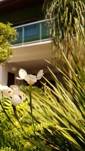 two white flowers in front of a building at Pousada Paraty Graziela in Paraty