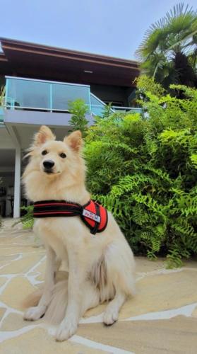 a dog wearing a collar sitting in front of bushes at Pousada Paraty Graziela in Paraty