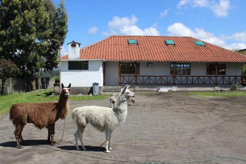 ホテルの敷地内または近くにいる動物