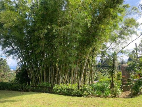 a group of bamboo trees in a yard at Hermosa casa de campo en ambiente tranquilo. in Rionegro