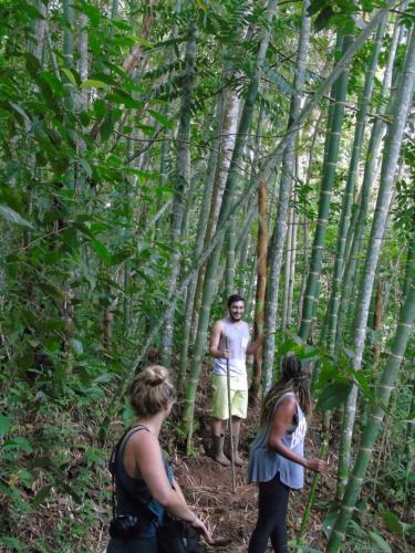 a group of people standing in the bamboo forest at Montaña Verde in Rivas