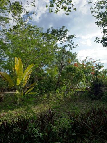 a garden with trees and grass and plants at El Encanto - Hotel Boutique in Chichén-Itzá