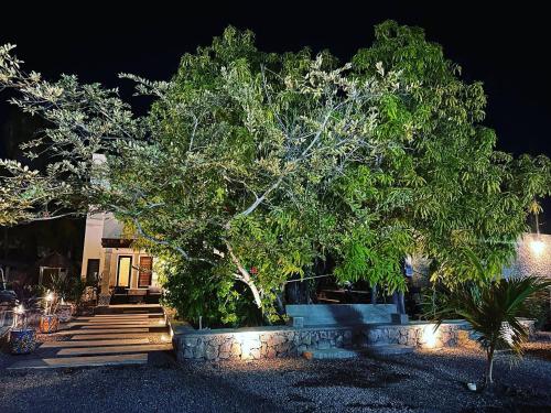 a large tree in front of a house at night at Casa Las Victorias in Loreto