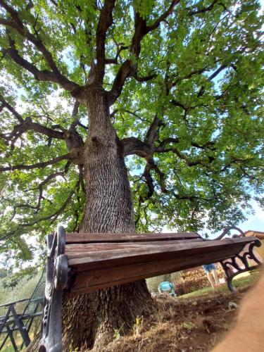 a wooden bench sitting next to a tree at Wine Glamping Le Sedici in Massa Marittima