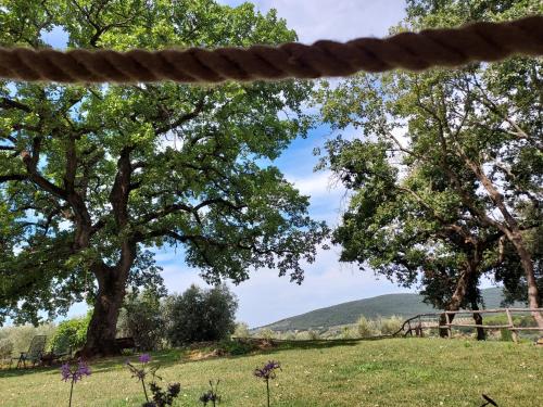 a view of a field with trees and a mountain at Wine Glamping Le Sedici in Massa Marittima