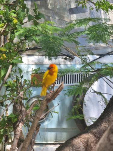 a yellow and orange bird sitting on a tree branch at Tulia House Backpackers in Mombasa