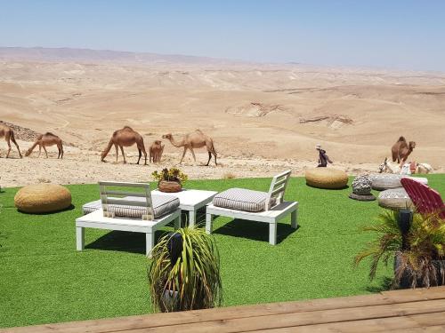 a table and two chairs on a field with camels in the desert at Sun, Mountain & Adventure in Arad