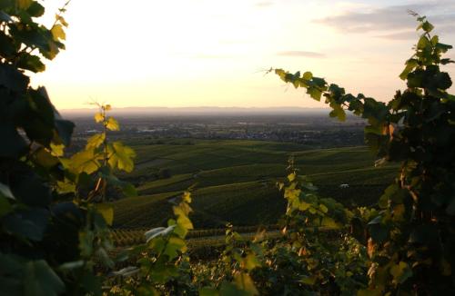uitzicht op een wijngaard vanuit een boom bij Hotel Restaurant Haus Rebland in Baden-Baden