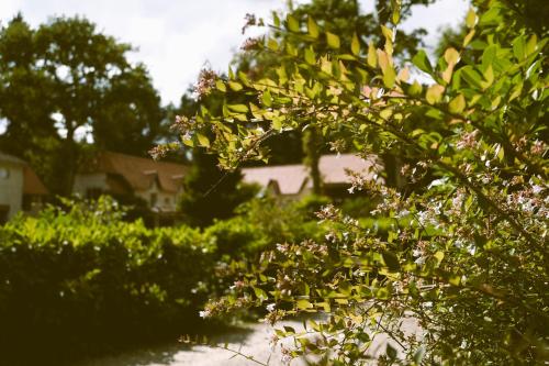 a view of a garden with trees and bushes at Hostellerie Du Lys in Lamorlaye