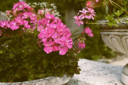 two vases filled with pink flowers on a table at Hostellerie Du Lys in Lamorlaye