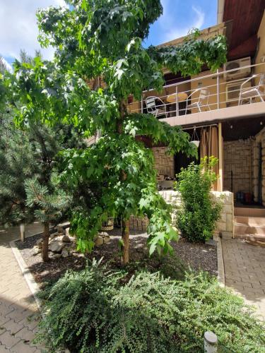 a tree in front of a building at Vila Sara in Chişoda