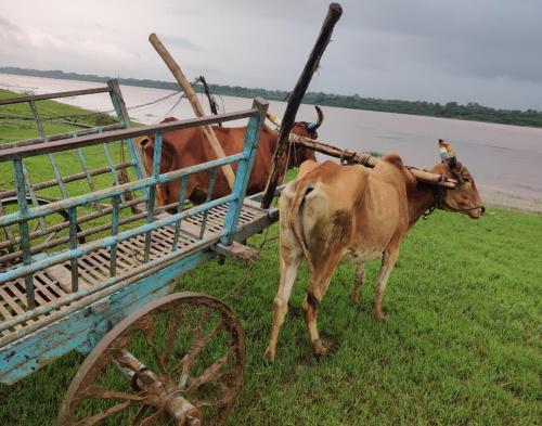 a couple of cows standing next to a cart at ShivaRewa Village stay in Maheshwar