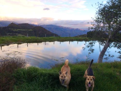 due cani in piedi nell'erba vicino a uno stagno di Vista Hermosa EconoSuite a Turi