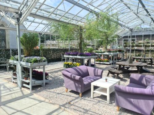 a greenhouse with purple couches and tables and flowers at the house@glenbarr in Glenbarr