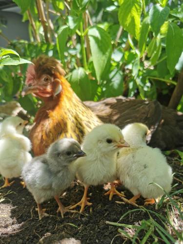 Φωτογραφία από το άλμπουμ του Farm Stay Pri Cepčovih σε Golac